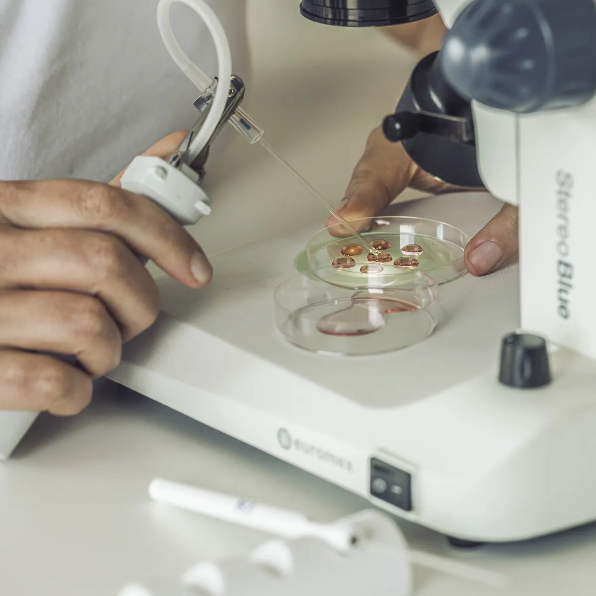 Embryo's worden met een micropipet behandeld onder een stereomicroscoop